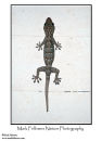 Large forest gecko Gekko smithi